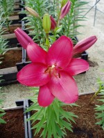 [1660 Tamburo No01.JPG]